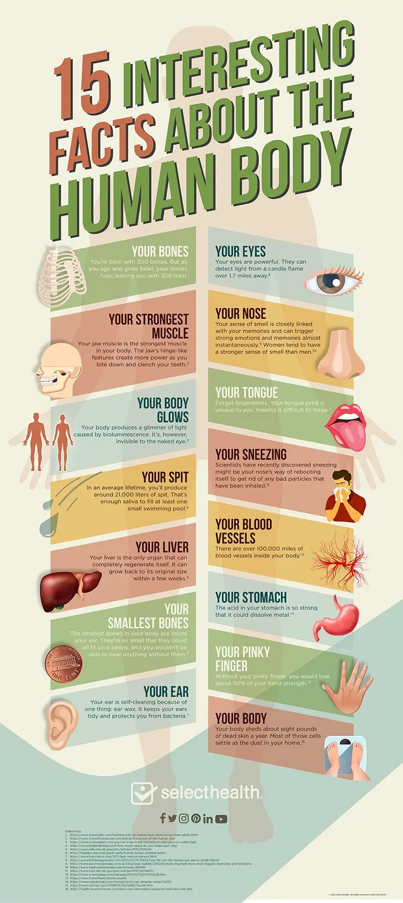 15 Fascinating Human Anatomy Facts Infographic