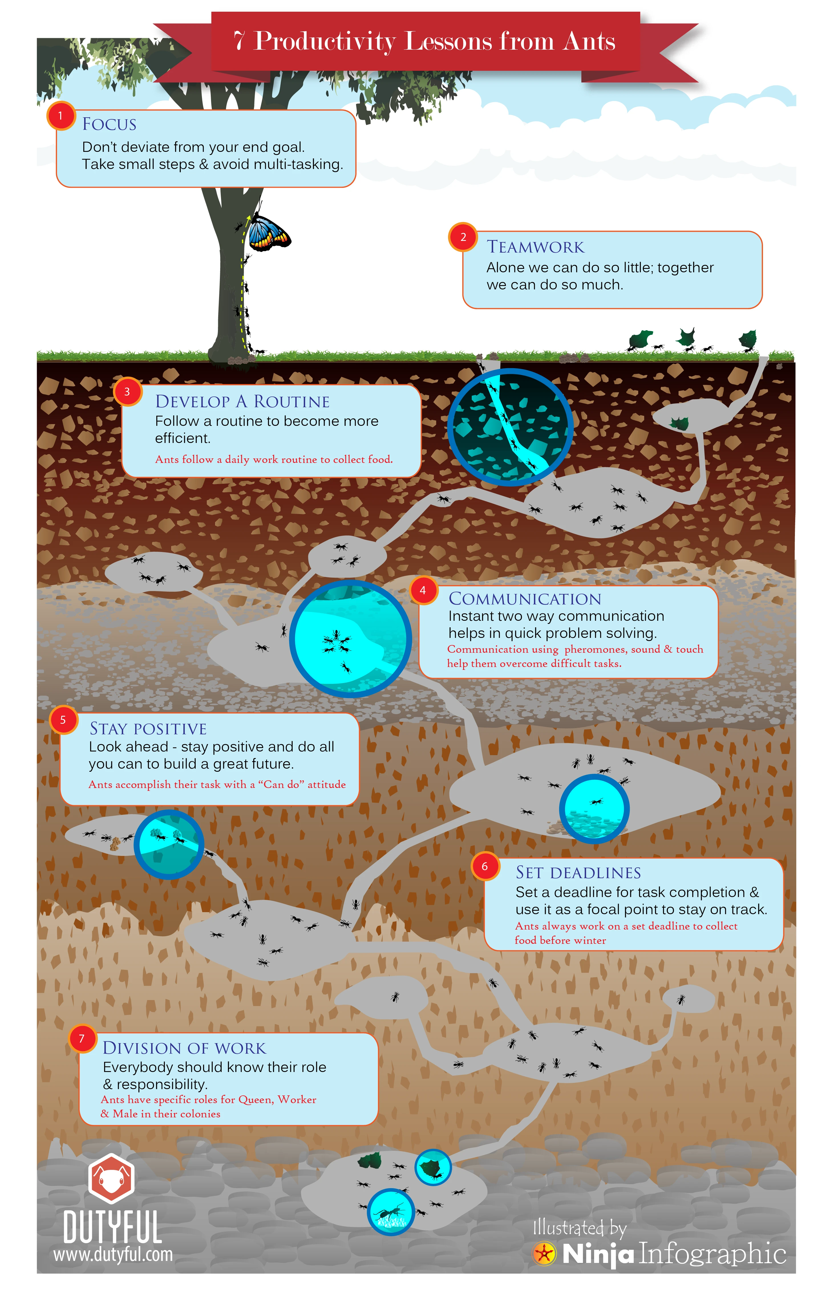 7 Productivity Lessons From Ants