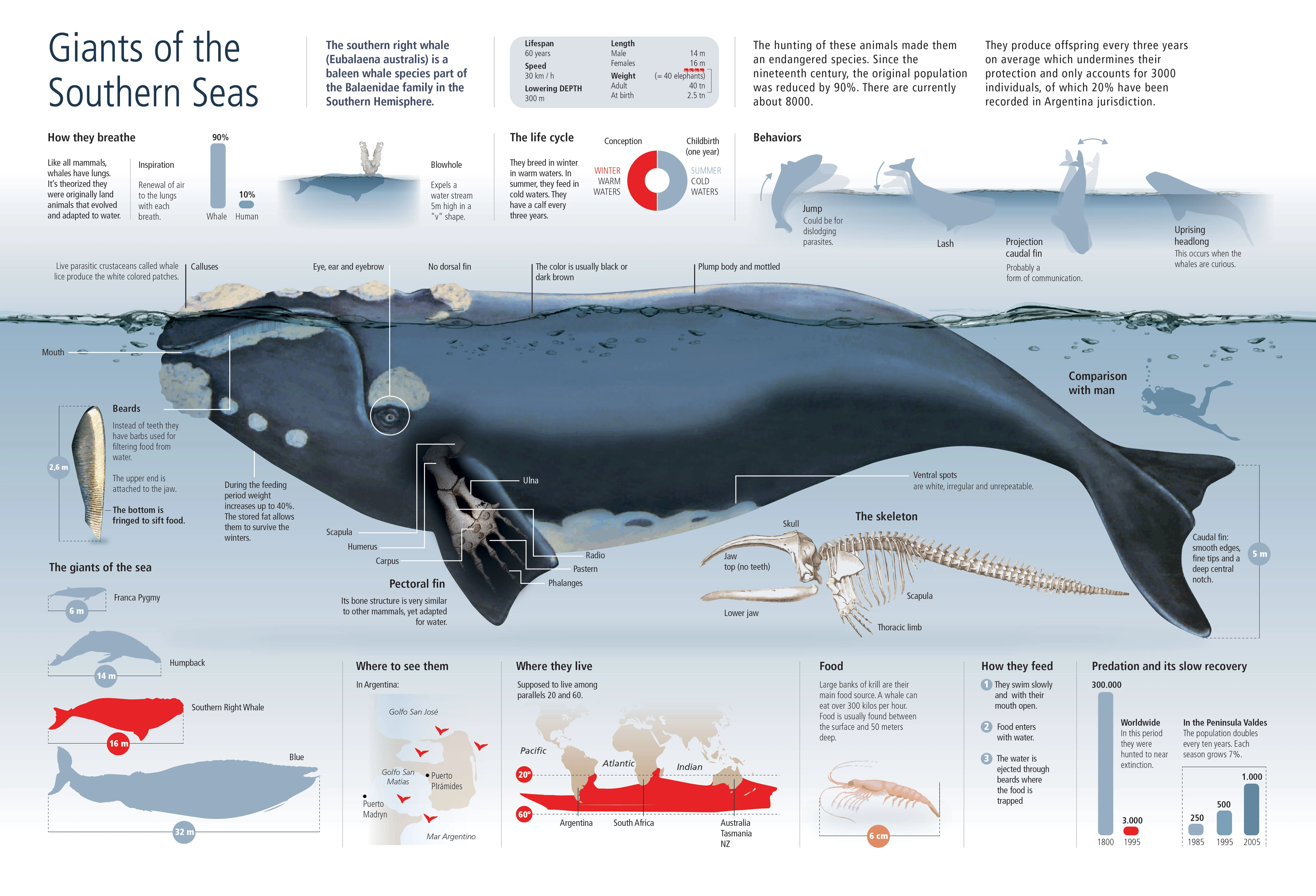 Southern Right Whale Is A Majestic Marine Mammal Known For Its Distinct Callosity Patterns And Gentle Nature In Ocean Habitats.