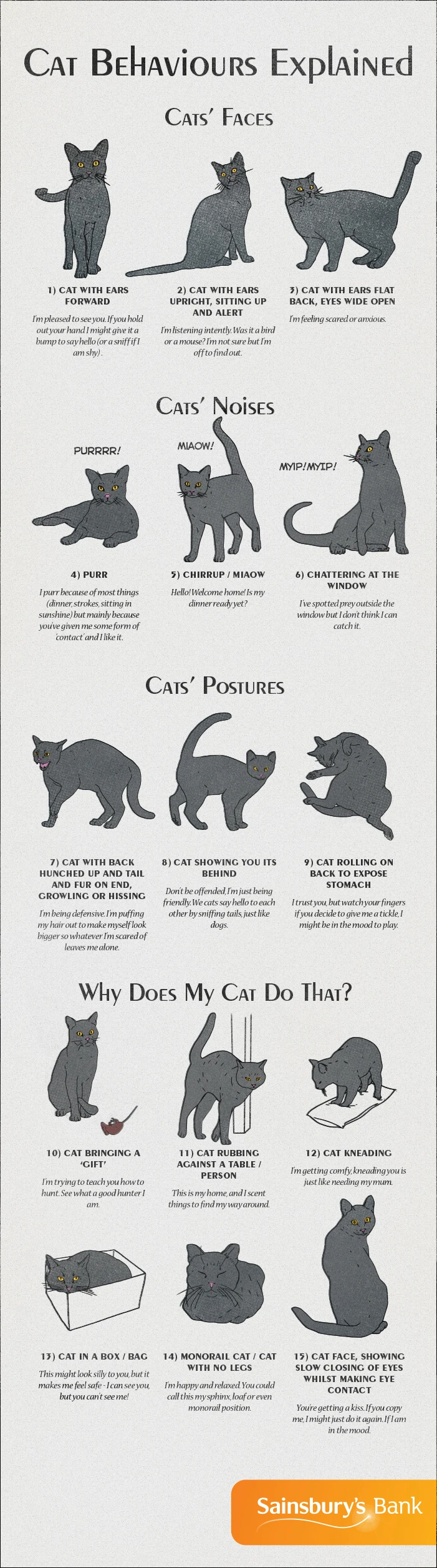 Explore Common Cat Behaviors Explained Including Purring, Kneading, And Scratching. Understanding Your Cat Helps Build A Better Bond And Provide Care.