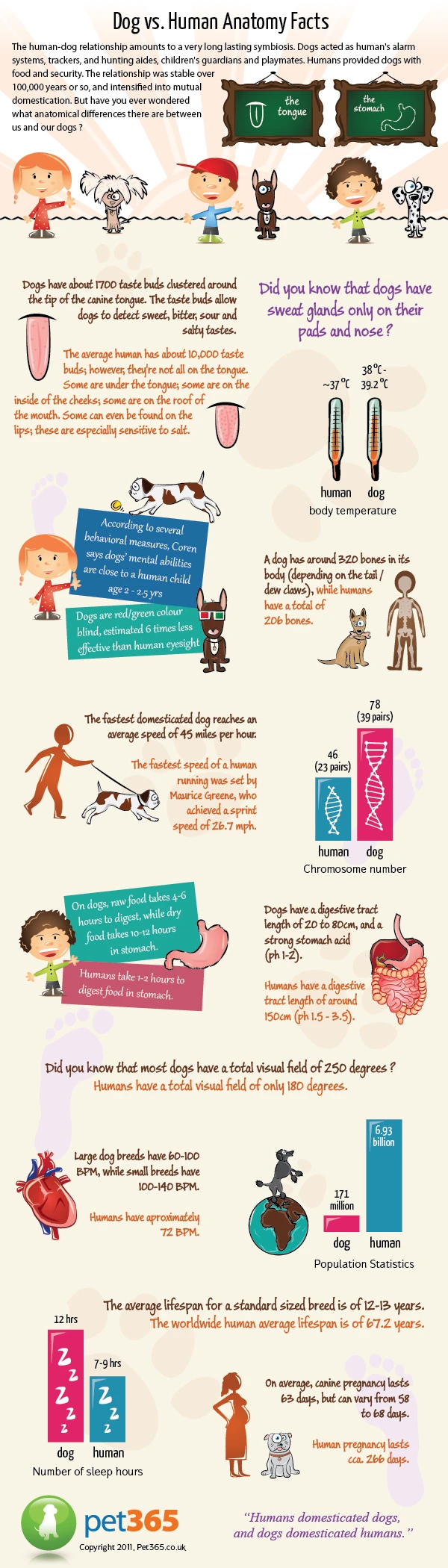 Dog And Human Anatomy Comparison Highlighting Differences In Skeletal Structure, Muscle Distribution, And Organ Placement For Better Understanding Of Biology.