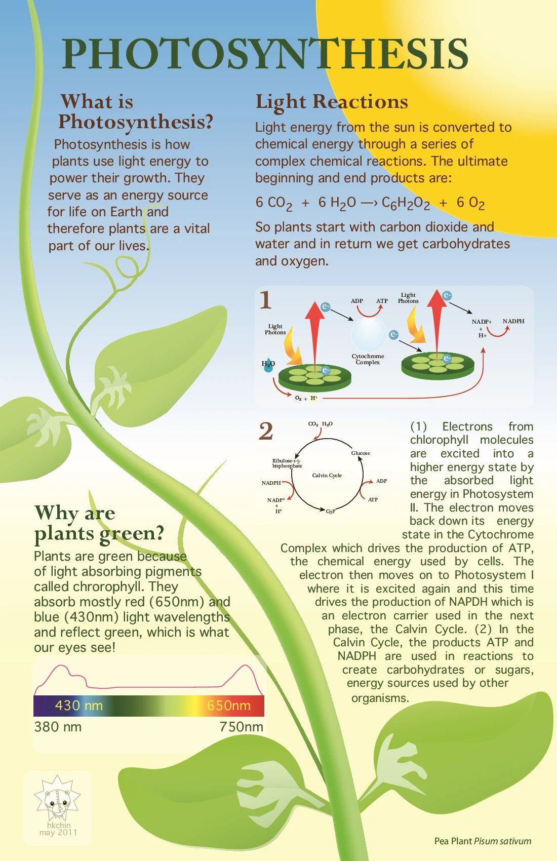 Photosynthesis Is The Process By Which Green Plants Convert Sunlight Into Energy Using Carbon Dioxide And Water To Produce Glucose And Oxygen.