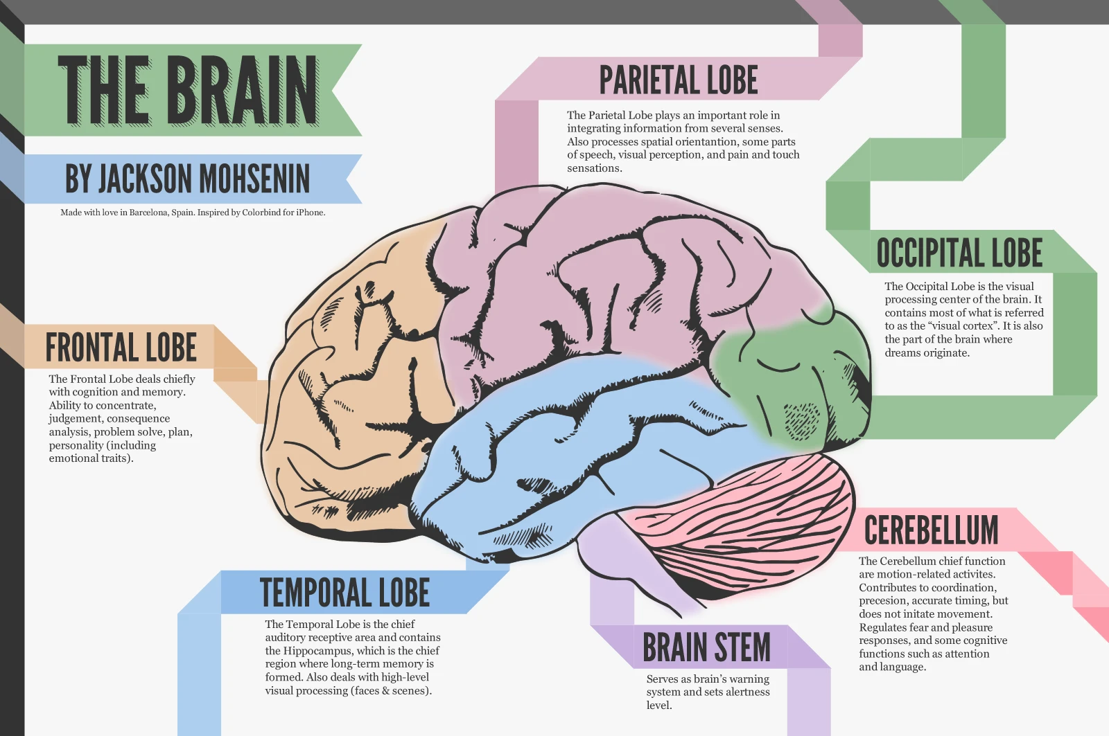 Explore The Human Brain Functions Structures And Mysteries For A Deeper Understanding Of Cognitive Science And Neuroscience Advancements In The Brain.