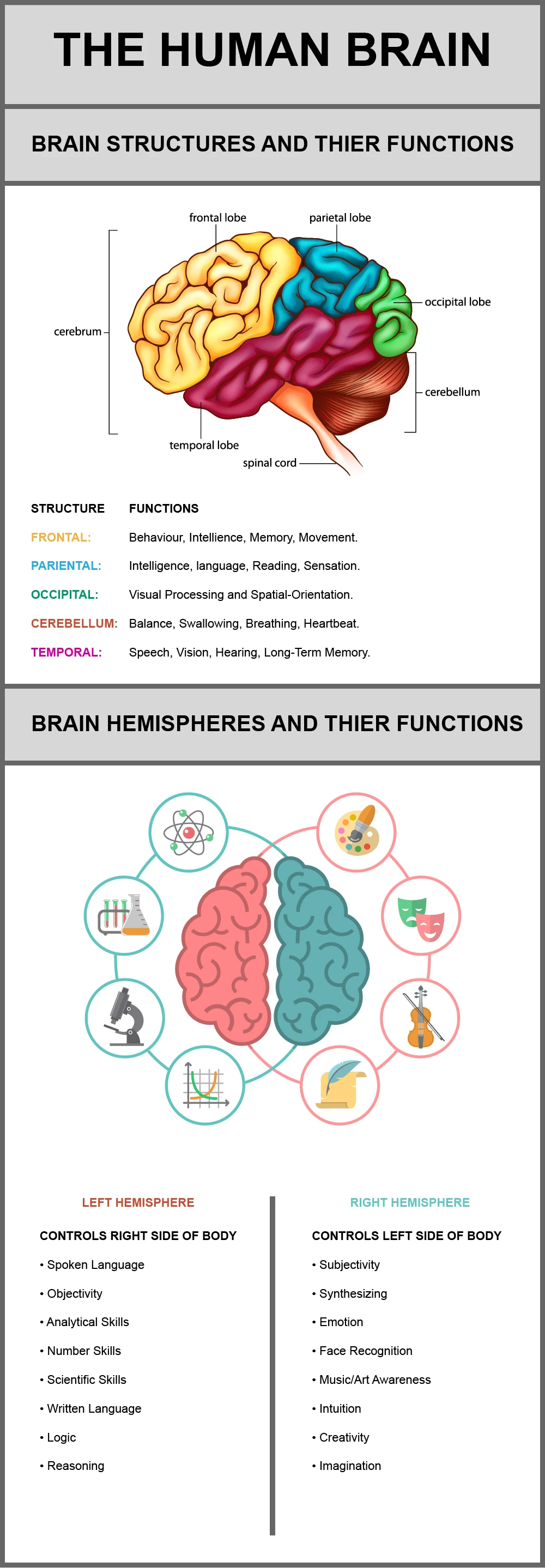 Human Brain Structures And Functions Overview Highlighting Anatomy Neuroscience Cognitive Abilities And Neurological Processes Essential For Human Behavior.